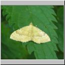 Camptogramma bilineata - Brennesselspanner 05.jpg